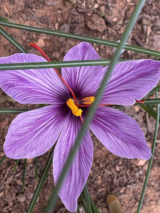 1 Gram Saffron